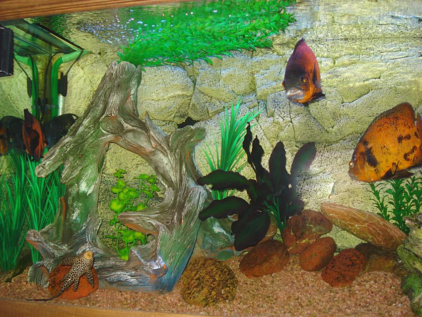 Пещера для рыбок – грот в аквариуме своими руками